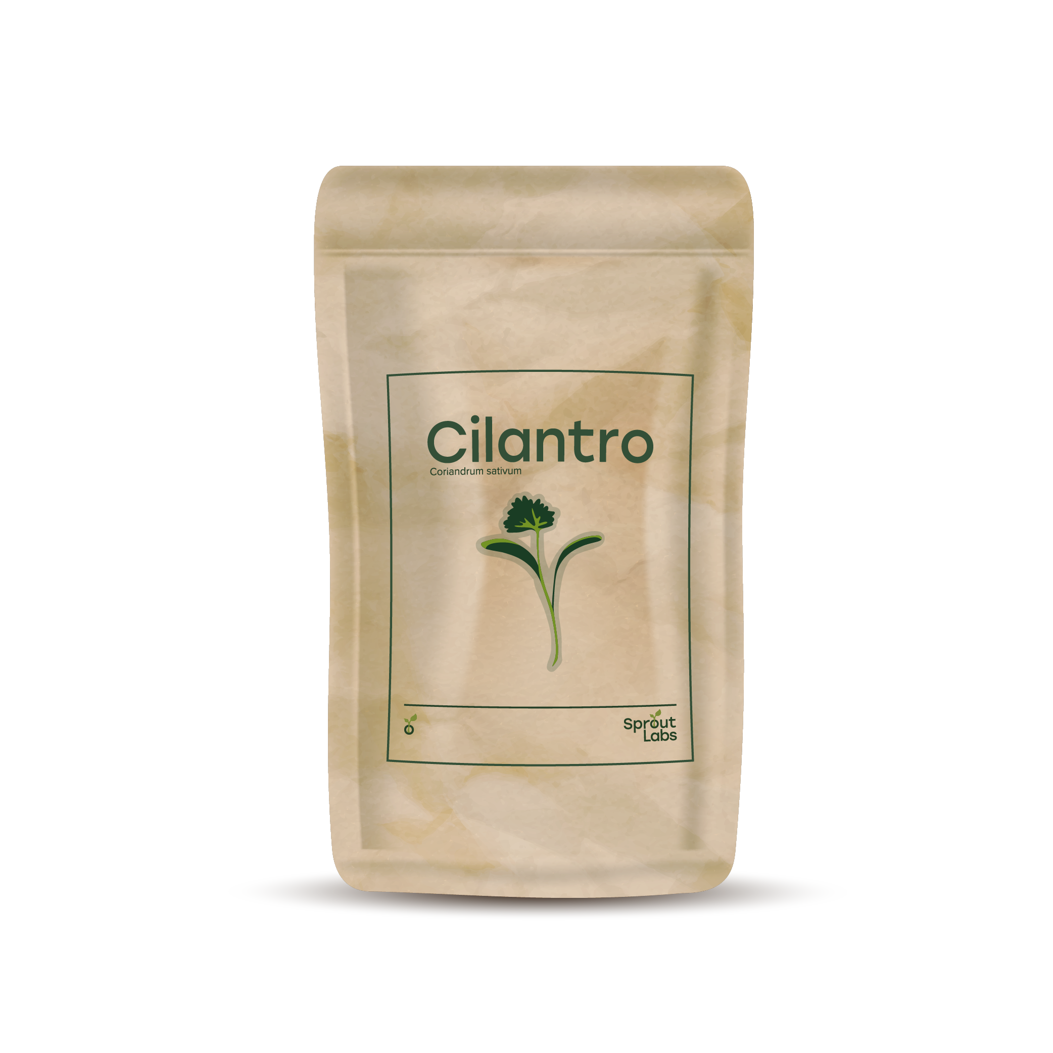 Cilantro